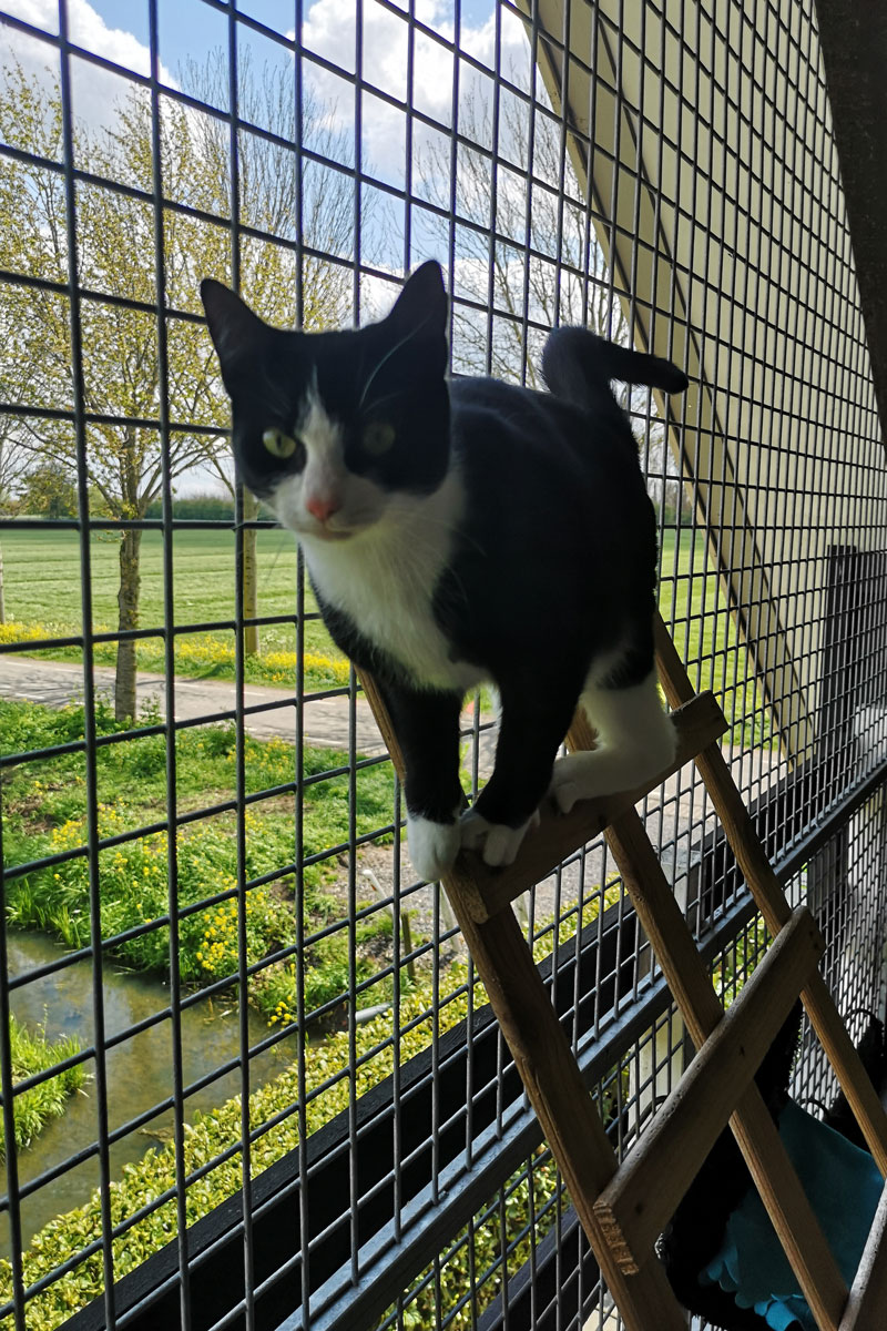 Dierenpension - Hondencrèche en dierenpensionA2Culemborg