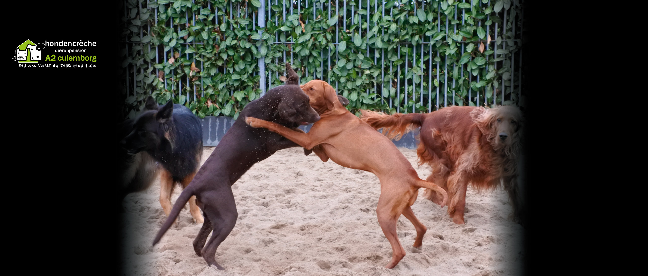 honden-kunnen-heerlijk-buiten-spelen